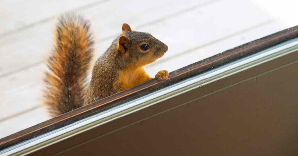 Why Do Squirrels Try To Get In My House?