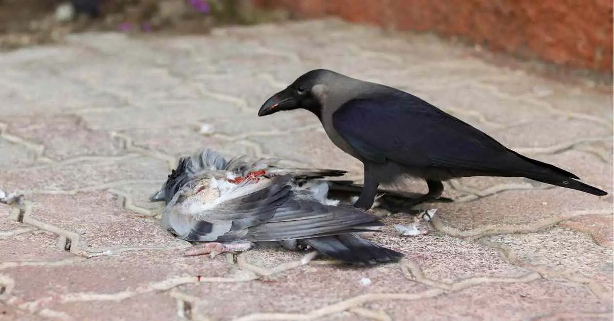 Are Crows Birds Of Prey?