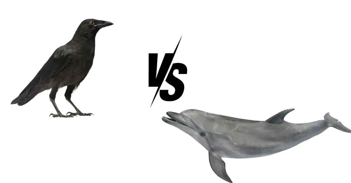 Are Crows Smarter Than Dolphins?