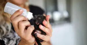 Can A Baby Squirrel Drink Cow Milk?