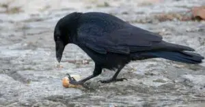 Can Crow Eat Cheese?