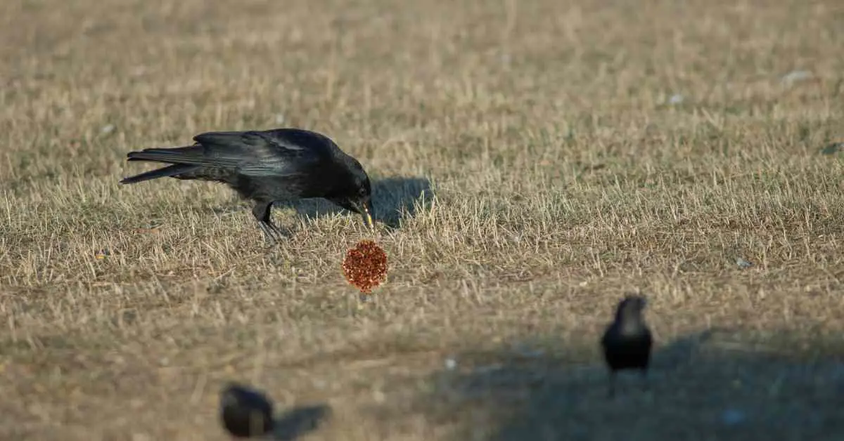 Can Crows Eat Raisins?