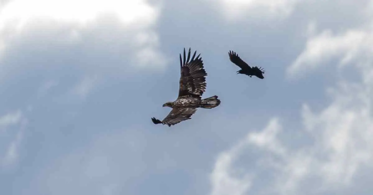 Can Crows Fly As High As Eagles?