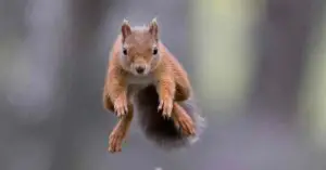 Can Squirrels Take Over The World?