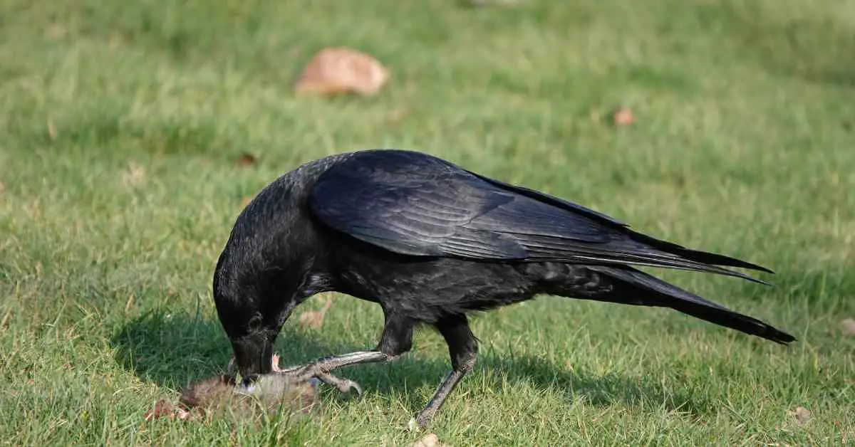 Can You Kill Crows With Rat Poison?