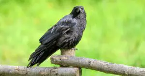Can a Crow Survive With a Broken Wing?