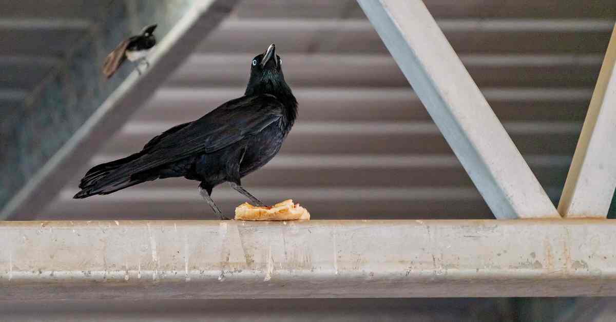Do Crows Eat Bread Small Garden DIY