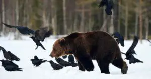 Do Crows Help Bears?