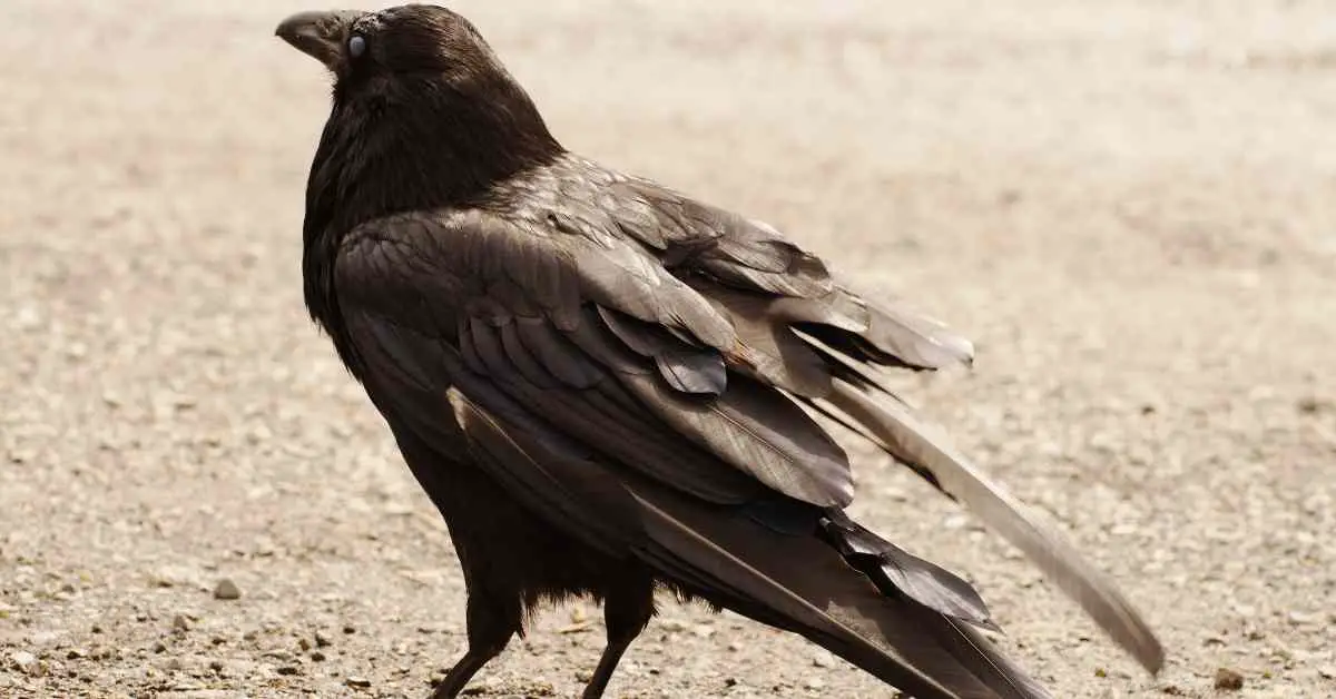 Do Crows Lose Feathers?