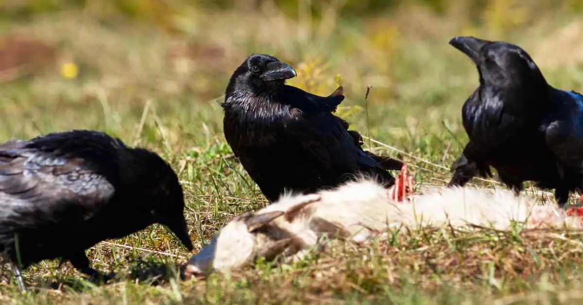Do Ravens Eat Dead Animals?