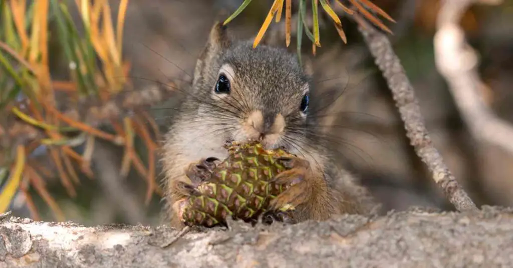 Do Squirrels Eat Pine Cones? - Small Garden DIY