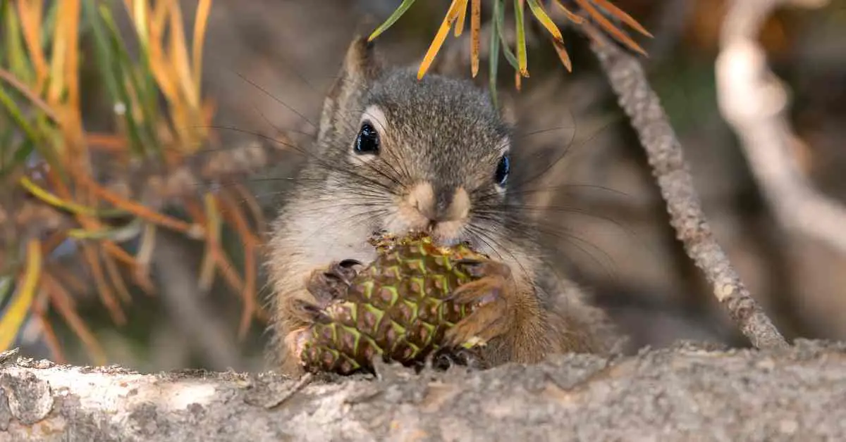Do Squirrels Eat Pine Cones?