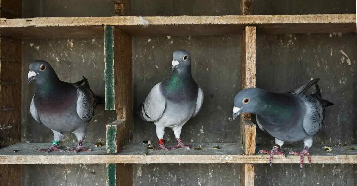 Do You Think Pigeons Have Feelings?