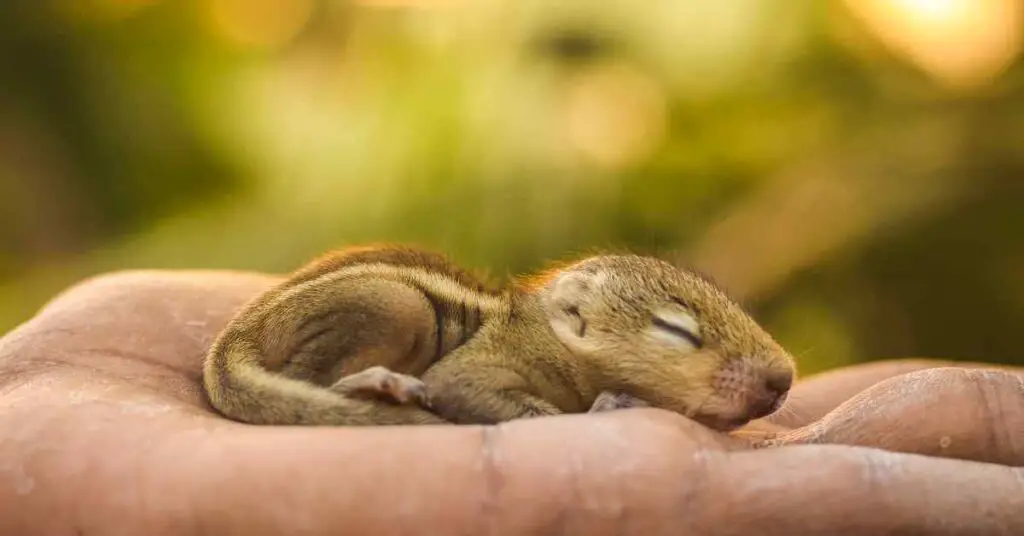 How Big Are Baby Squirrels? Small Garden DIY