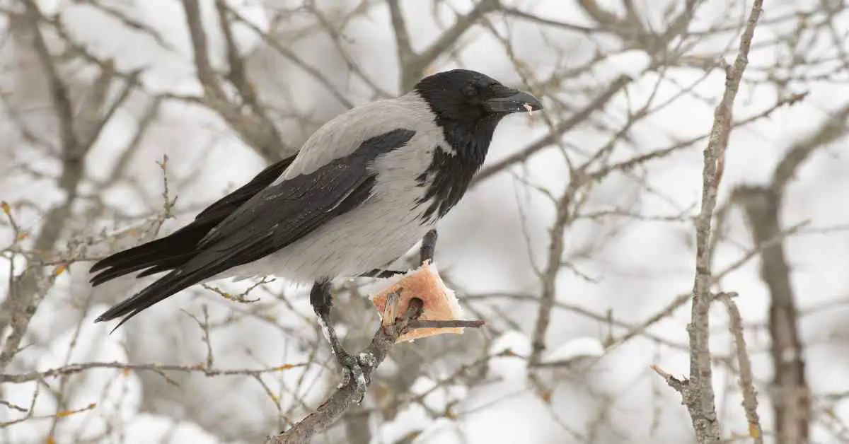 How Do Crows Survive The Winter?