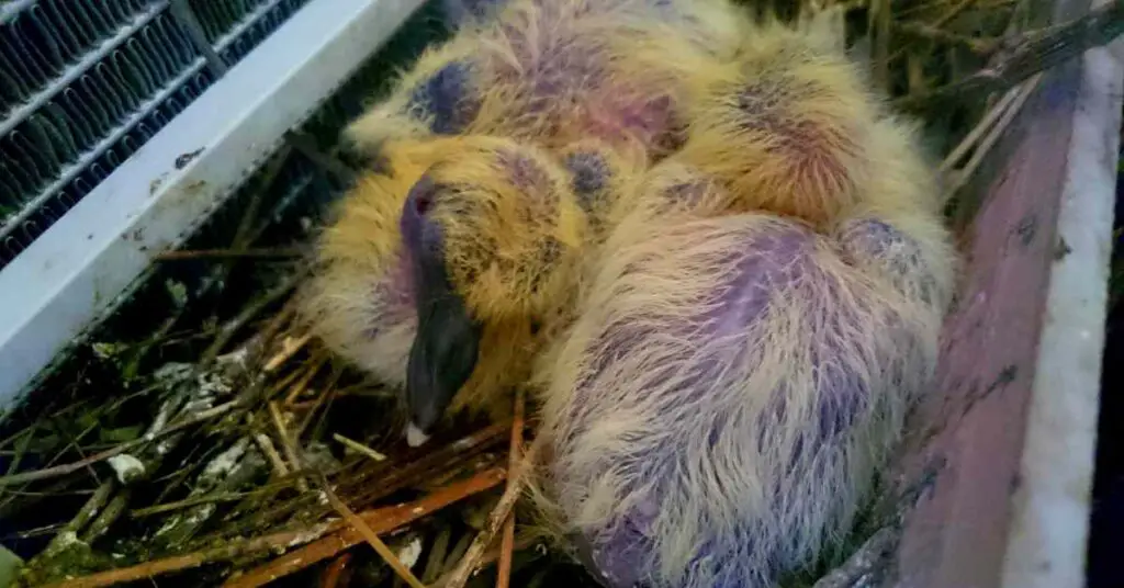 how-long-can-baby-pigeons-survive-without-their-mother