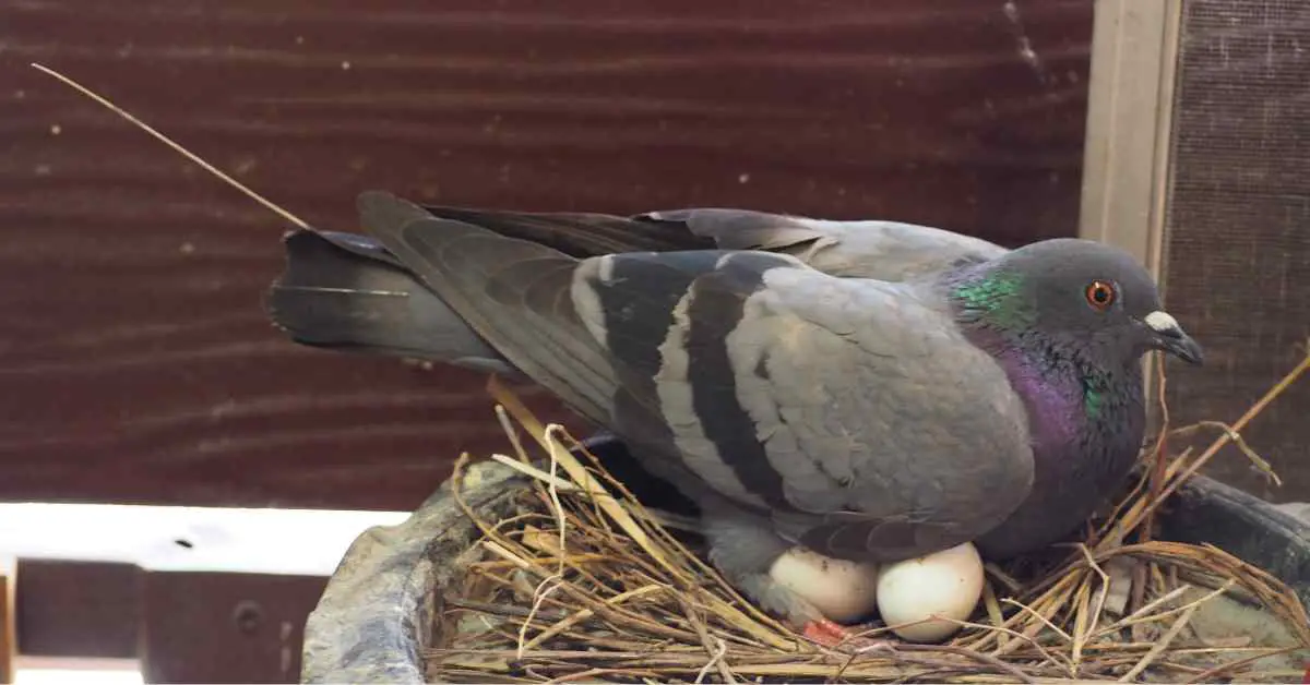 How Long Does It Take For Pigeons Eggs To Hatch?