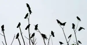 How Many Crows Are There In The World?