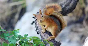 How Many Squirrels Are In The World?