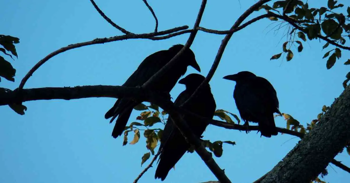 What Is A Flock Of Crows Called?