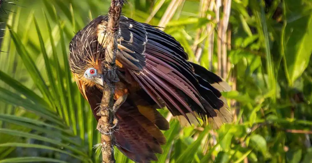 why-do-birds-puff-up-their-feathers-in-summer-explained