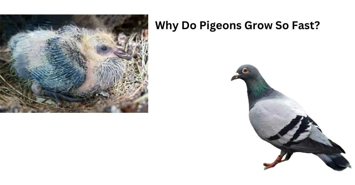 Why Do Pigeons Grow So Fast?