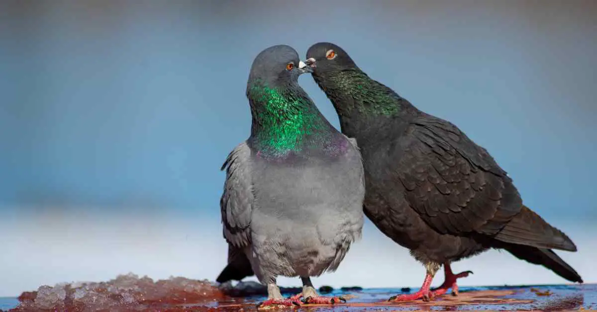 Why Do Pigeons Kiss Each Other?