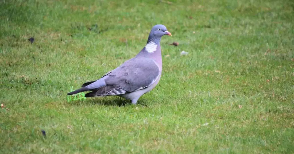 Why Do Pigeons Sit On The Grass? Small Garden DIY